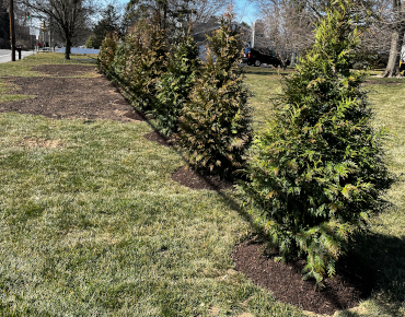 Tree Planting in Blue Bell, PA. Directly across from East Norriton Middle School.