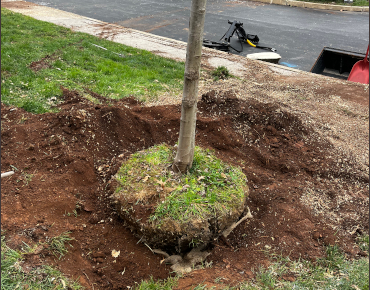 Beautiful planting of trees in East Norriton, PA.