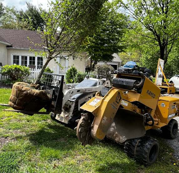 Moving tree for planting using Rayco equipment